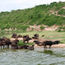 Safari operators react to raised travel alerts for Uganda and Rwanda