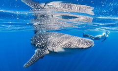 VBT's Discovery itinerary in Indonesia gives guests the opportunity to swim with whale sharks.