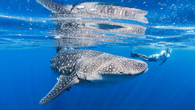 VBT's Discovery itinerary in Indonesia gives guests the opportunity to swim with whale sharks.