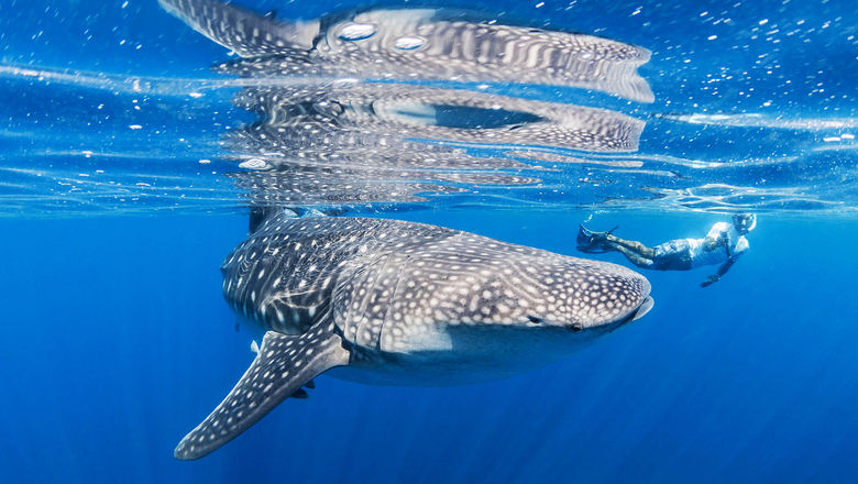 VBT's Discovery itinerary in Indonesia gives guests the opportunity to swim with whale sharks.
