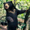 Trafalgar's small-group tour in Borneo includes the Bornean Sun Bear Conservation Centre.