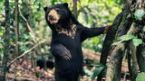 Trafalgar's small-group tour in Borneo includes the Bornean Sun Bear Conservation Centre.