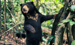 Trafalgar's small-group tour in Borneo includes the Bornean Sun Bear Conservation Centre.