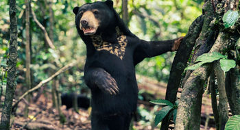 Trafalgar's small-group tour in Borneo includes the Bornean Sun Bear Conservation Centre.