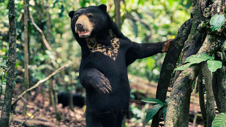 Trafalgar's small-group tour in Borneo includes the Bornean Sun Bear Conservation Centre.