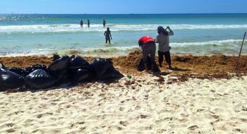 Workers remove sargassum from a beach in Playa del Carmen in April.
