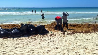 Mexico's president pledges $115 million to battle sargassum
