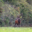 The deer rut takes place every year in the Loire Valley around mid-September to mid-October.