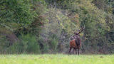 The deer rut takes place every year in the Loire Valley around mid-September to mid-October.
