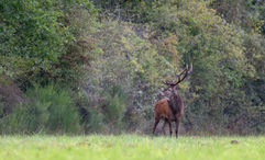 The deer rut takes place every year in the Loire Valley around mid-September to mid-October.