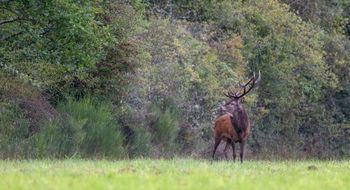 The deer rut takes place every year in the Loire Valley around mid-September to mid-October.