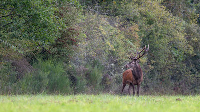 Dispatch, France: The call of the wild at Chateau de Chambord