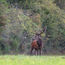 Dispatch, France: The call of the wild at Chateau de Chambord