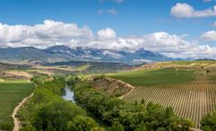 Vineyards in La Rioja are part of a Nat Hab Cultural Journey itinerary in Spain.