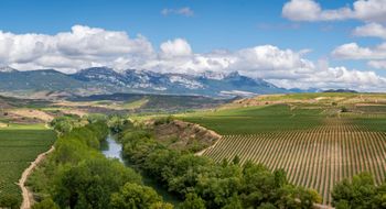 Vineyards in La Rioja are part of a Nat Hab Cultural Journey itinerary in Spain.