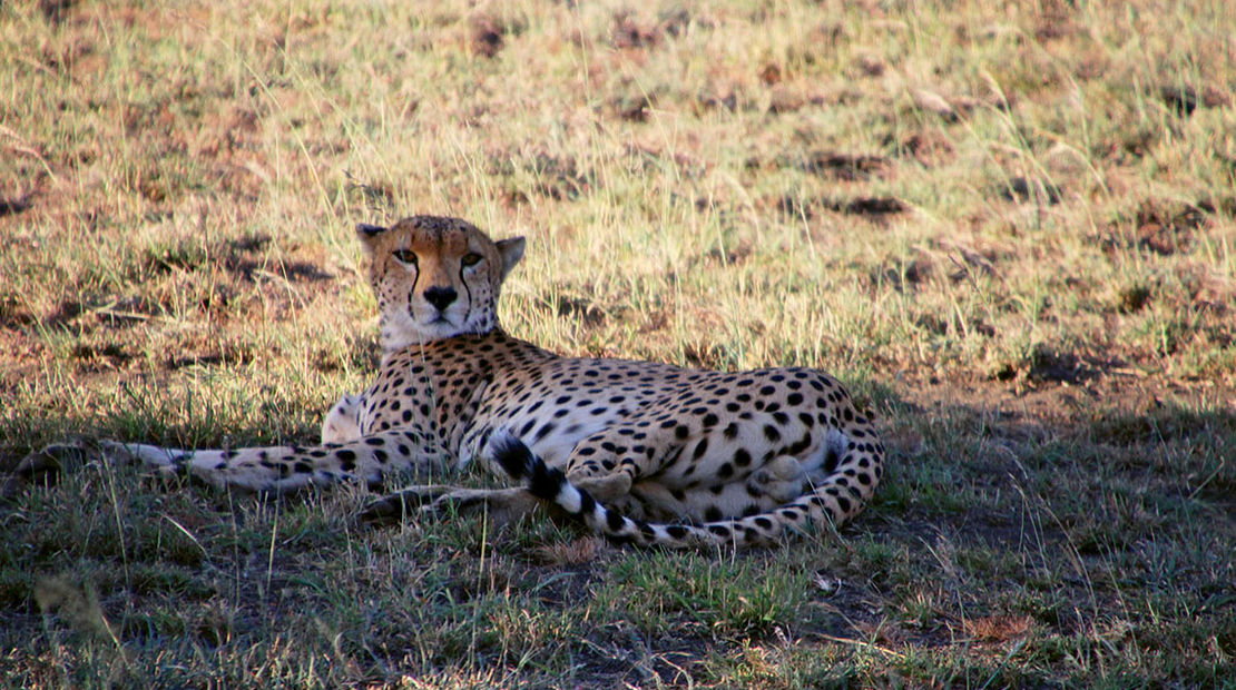 Dispatch, Kenya: Big Five? Who's counting?