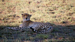 Dispatch, Kenya: Big Five? Who's counting?