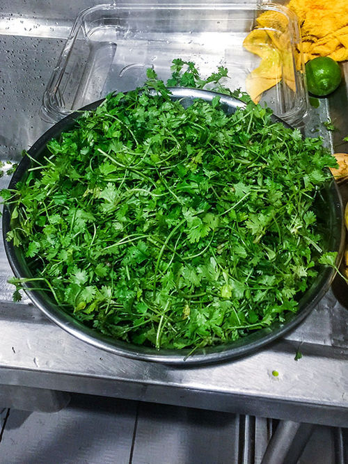 The ultimate in kitchen drudgery: Separating cilantro leaves from stems. The ultimate in kitchen drudgery: Separating cilantro leaves from stems.
