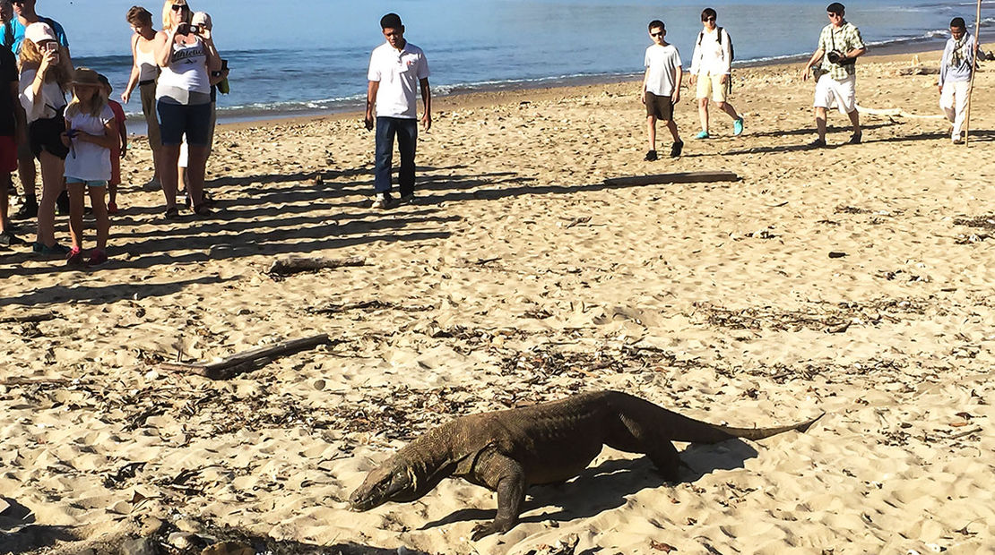 Dispatch, Bali: In search of the Komodo dragon
