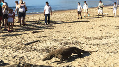 Dispatch, Bali: In search of the Komodo dragon
