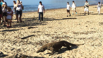 Dispatch, Bali: In search of the Komodo dragon
