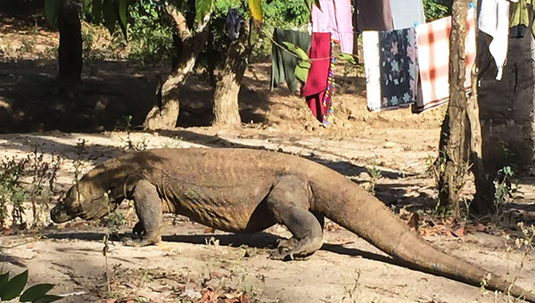Dispatch, Bali: In search of the Komodo dragon Dispatch, Bali: In search of the Komodo dragon