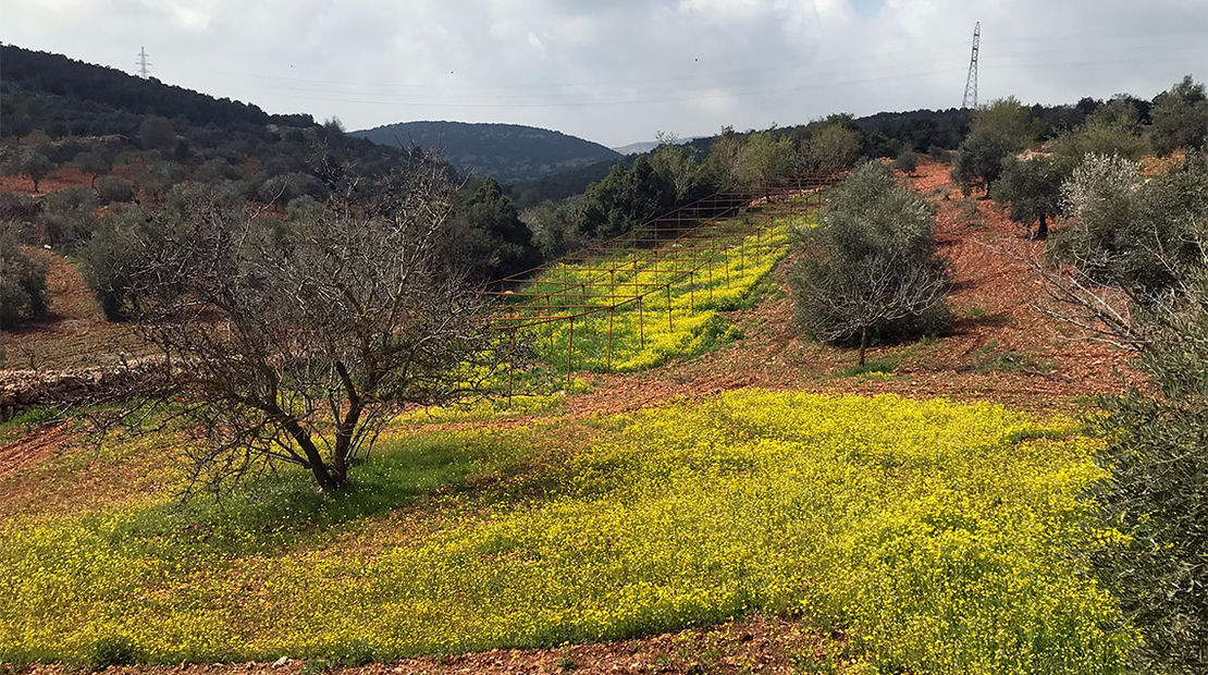 Wildflowers along the Jordan Trail.