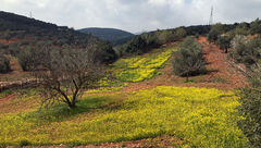 Wildflowers along the Jordan Trail.