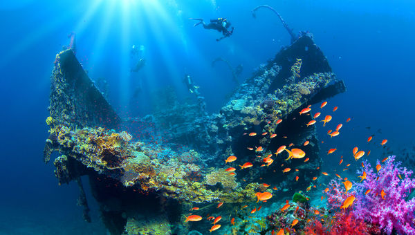 Diving in the Red Sea