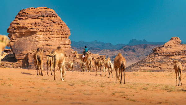 Camels in AlUla