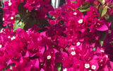 LOOK FOR COLOR: Splashes of color give your feed variety and interest. Arrange your shots to give the whole presentation variety and color where needed.