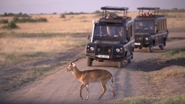 How (and Why) to Partner with Wildlife Travel Experts