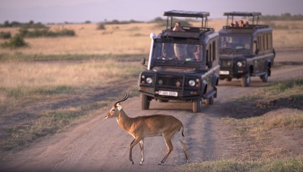 How (and Why) to Partner with Wildlife Travel Experts How (and Why) to Partner with Wildlife Travel Experts