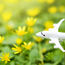 Airlines Step Up to the Sustainability Plate — and Travel Advisors Can Follow
