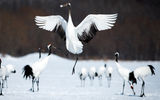 A Japanese crane (tsuru) in Kushiro in Hokkaido, on a winter Walk Japan photo tour.