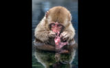 A young snow monkey in the onsen (hot spring) at Jigokudani in Nagano Prefecture.
