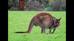 Separated from the Australian mainland by less than 10 miles of ocean, and only a 30-minute flight from Adelaide, Kangaroo Island -- known simply as KI to locals -- is home to a remarkable collection of wildlife, often allowing travelers to get incredibly close to many of the down-under destination's most iconic creatures. Here, a juvenile kangaroo pauses during morning grazing.