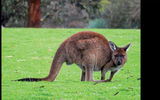 Separated from the Australian mainland by less than 10 miles of ocean, and only a 30-minute flight from Adelaide, Kangaroo Island -- known simply as KI to locals -- is home to a remarkable collection of wildlife, often allowing travelers to get incredibly close to many of the down-under destination's most iconic creatures. Here, a juvenile kangaroo pauses during morning grazing.