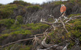 Kangaroo Island is home for over 260 species of birds. Here, a Nankeen Kestrel looks out over native bush covering the southwestern coast. More than a third of the island, which is home to fewer than 5,000 residents, is national park land while half is still covered in native vegetation.
