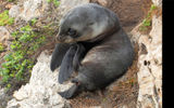 A short walk from the Cape Du Couedic Lighthouse, visitors will find the oceanfront Admirals Arch natural landmark and an energetic population of fur seals. This seal pup was playing only a few feet from the walking path.