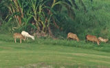 The 200-acre Irie Fields golf course at Belle Mont Farm is tended by herds of sheep that serve as nature's weed-eaters. The course has been dubbed as "an edible golf course" because of the sheep.