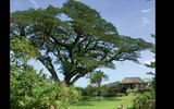Meals at Pantrepant are eaten under this giant tree behind Chris Blackwell's home.