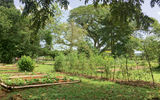 Pantrepant is a working farm; organic produce is grown there as well.