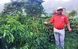Guests can walk 10 minutes downhill to a Blue Mountain coffee plantation for a tour of how the coffee is grown.