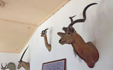 Inside Ernest Hemingway's house, hunting trophies adorn the walls.