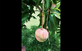 Hector Correa's fruit farm in Coliseo, Cuba, produces 5,000 pounds of mangos each year.