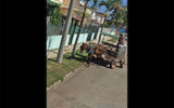Horse-drawn carts are a popular form of transportation in the village of Cardenas near Varadero, Cuba.
