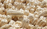 The principal crop at the Hacienda Sarapampa. Cobs are stacked vertically so the kernels aren't stained by contact with the ground.
