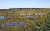 A view of the Viru Bog in Estonia's Lahemaa National Park. Much of the area is covered with waterlogged moss, but bogs can leave spaces for pools of water, too. Estonians, and some visitors, rent gear that looks like snowshoes for walking on the bogs.