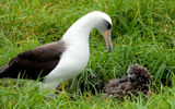 March and early April are a good time to see laysan albatross chicks on Kauai. This parent and little one were spotted on the Makai Golf Club in Princeville, which features several oceanfront holes on the island's north shore.